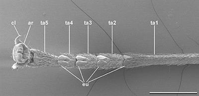 The Evolution of Tarsal Adhesive Microstructures in Stick and Leaf Insects (Phasmatodea)